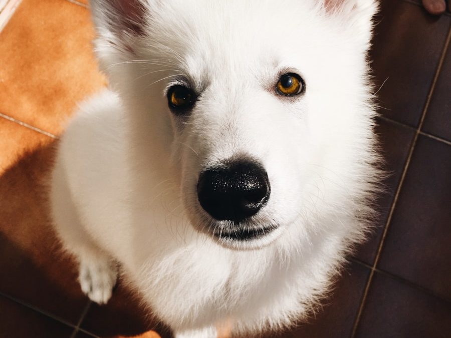🐾 Préparer l’arrivée de son chiot Berger Blanc Suisse à la maison