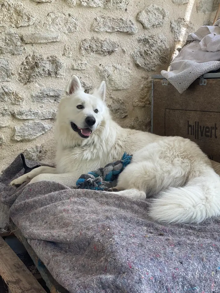 Berger Blanc Suisse couché au soleil contre un mur de pierre, son jouet entre les pattes