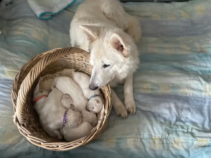 Lune veille sur ses chiots Bergers Blancs Suisses endormis dans un panier en osier