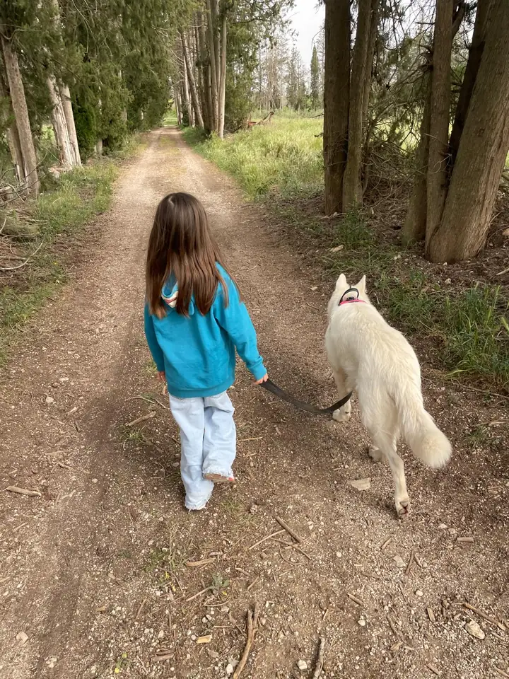 Une enfant promène un Berger Blanc Suisse en laisse sur un chemin forestier