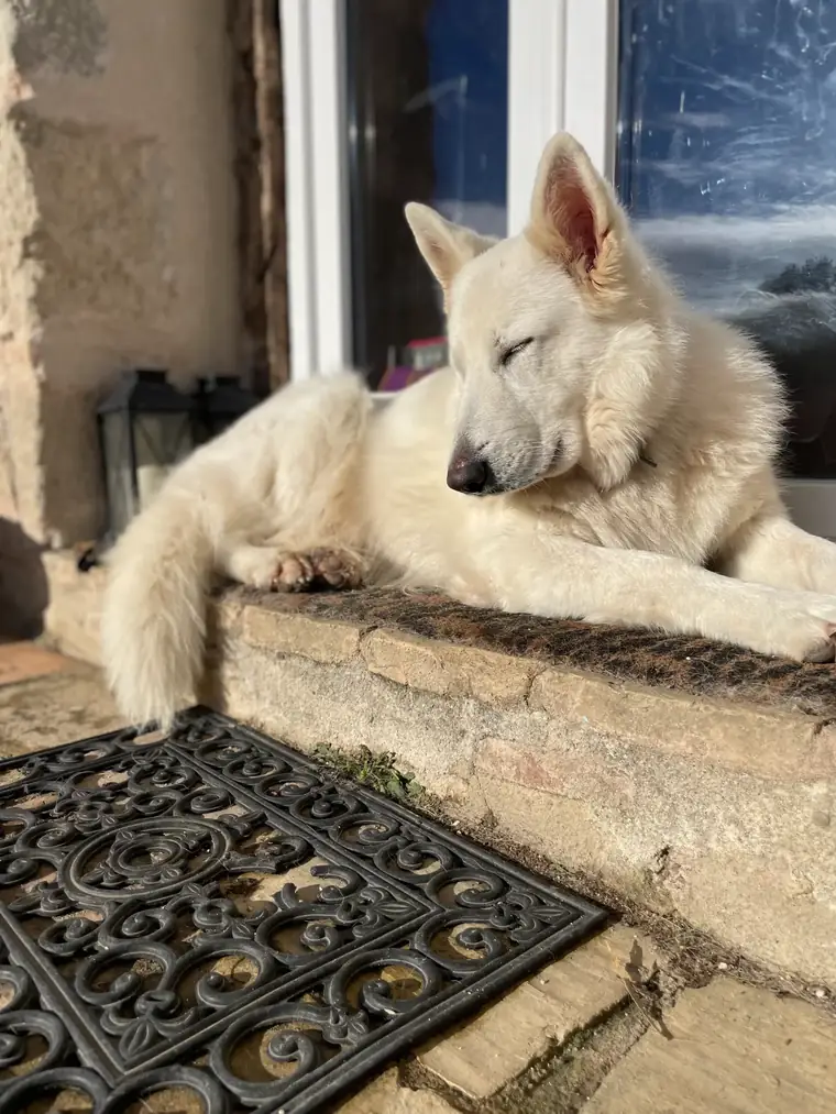 Lune, femelle Berger Blanc Suisse, assoupie au soleil sur le pas de la porte de l'élevage