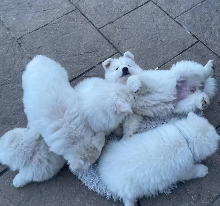 Accueillir son chiot Berger Blanc Suisse : Guide complet pour une première journée et nuit réussies