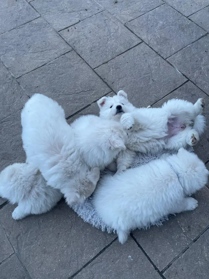 Cinq chiots Bergers Blancs Suisses endormis en tas sur la terrasse de l'élevage