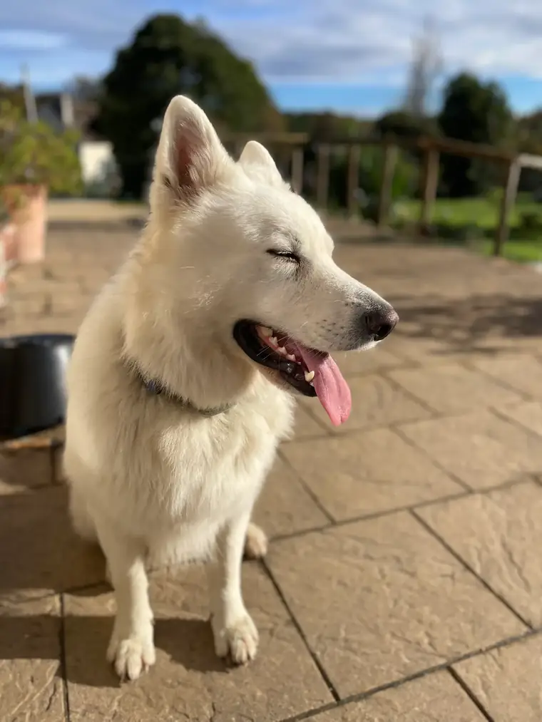 Volf, mâle Berger Blanc Suisse, assis au soleil sur la terrasse de l'élevage en Dordogne